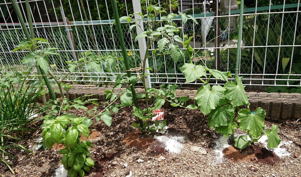 ミニトマト、きゅうりへの追肥
