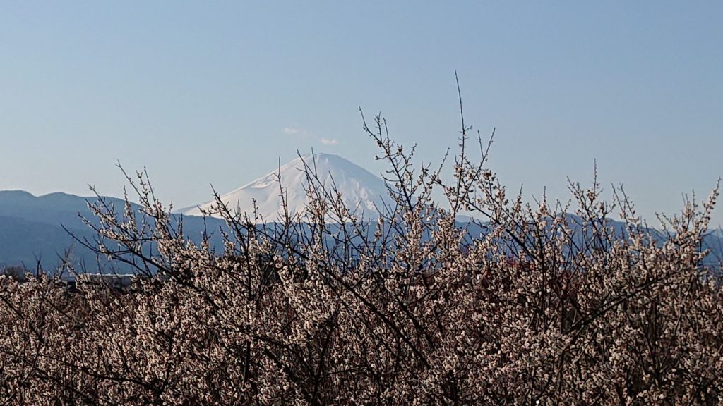曽我梅林と富士山（2020年2月11日）