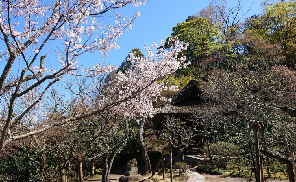 東慶寺　桜と鐘楼（奥）