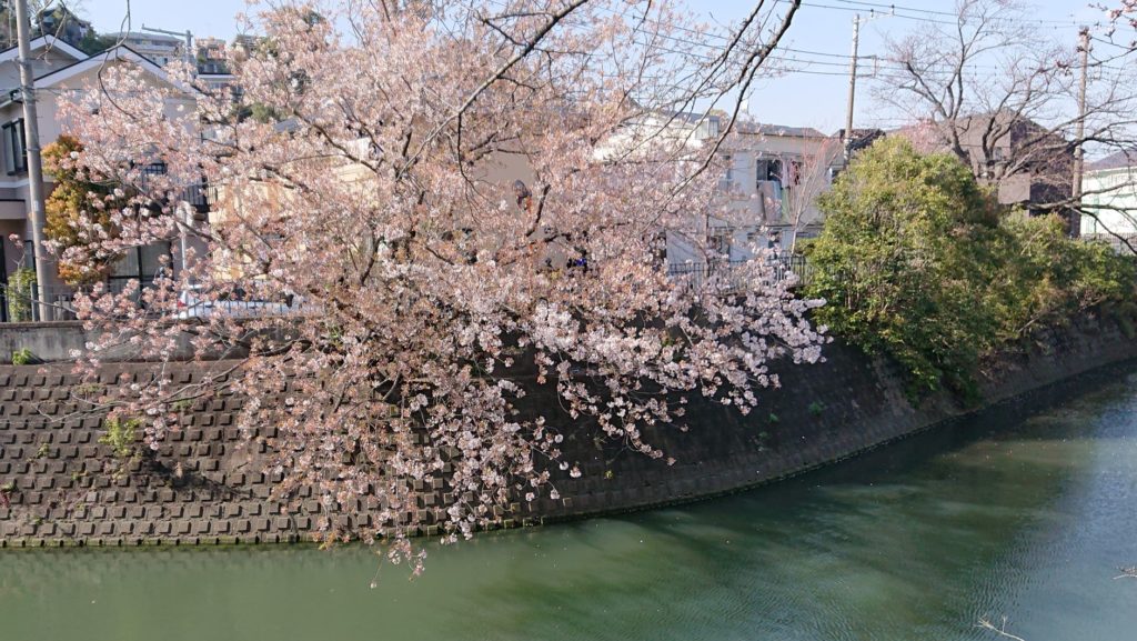 大岡川にせり出す桜（2020年3月21日）　桜並木全体では1分咲き