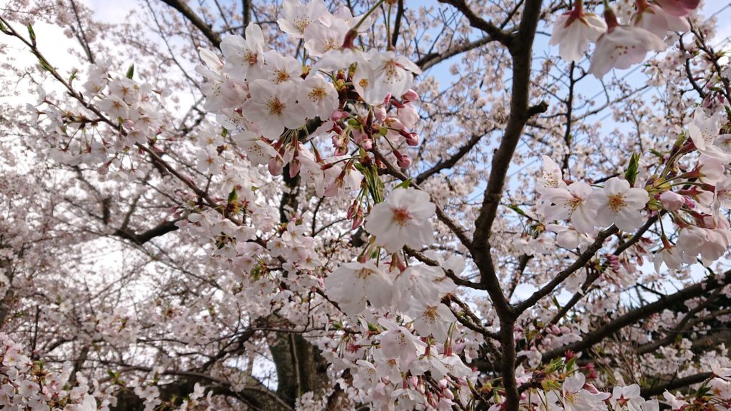 ジョギング途中の桜山桜並木（2020年4月3日）
