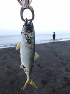 ワカシ 茅ヶ崎海岸 / Yellowtail at Chigasaki beach