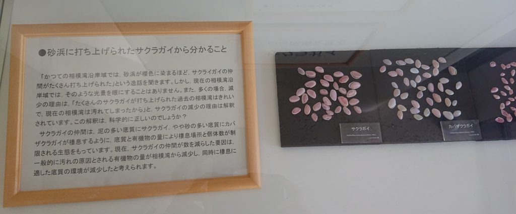サクラガイの展示 / Display of Sakuragai's shell