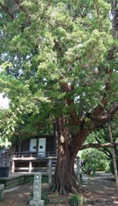 東久邇宮　柏槇 / Juniperus chinensis
