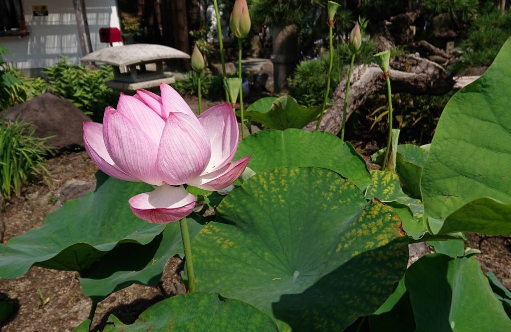 蓮の花 / Lotus