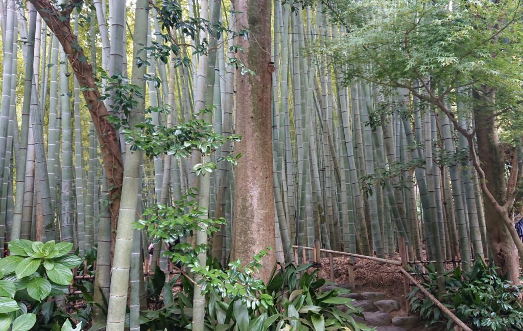 報国寺　竹の庭 3 / Bamboo garden of Hokokuji Temple