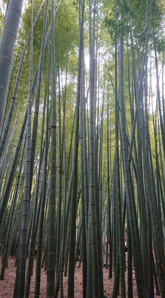 報国寺　竹の庭 6 / Bamboo garden of Hokokuji Temple