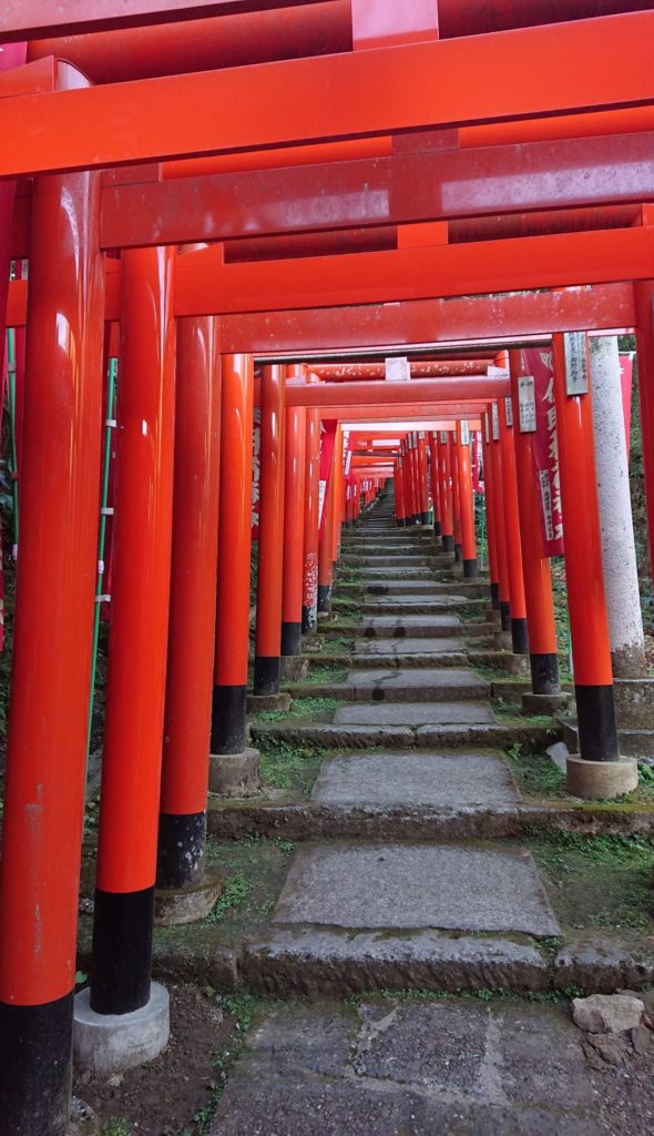 佐助稲荷神社　鳥居通過中 / On the way through Torii Gates of Sasuke Inari Shrine