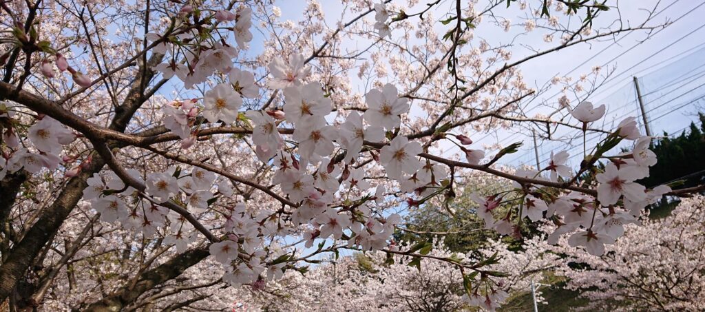 近所の桜並木（2021 March 27th)）