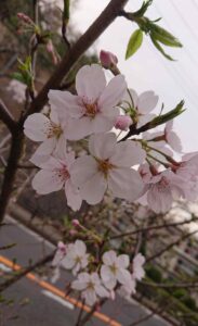 逗子市桜山　1分咲き以下でしたが、ちょっとだけ咲いていた。（2024 March 31）