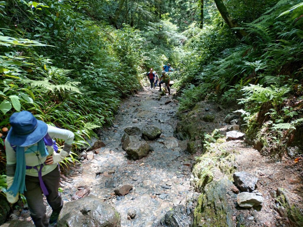 高尾山　6号路　その１　(2024 June 22）