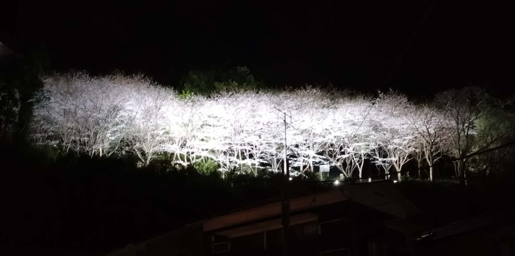 夜桜　2025 March 30 at Sakura-Yama