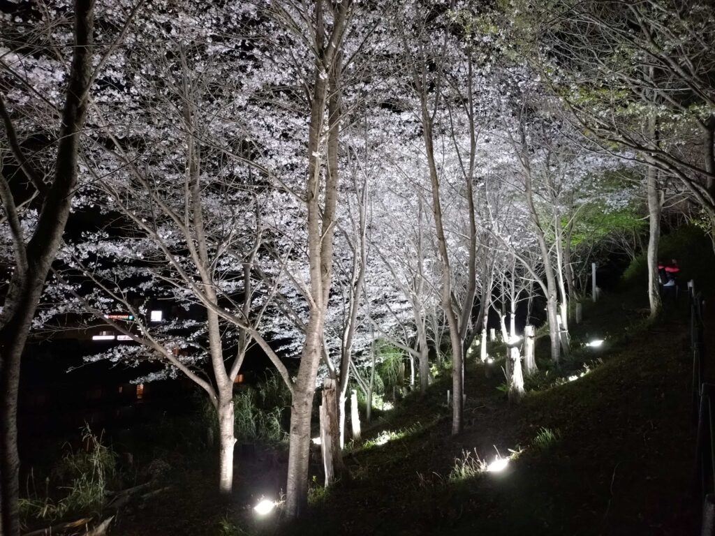 夜桜2　2025 March 30 at Sakura-Yama