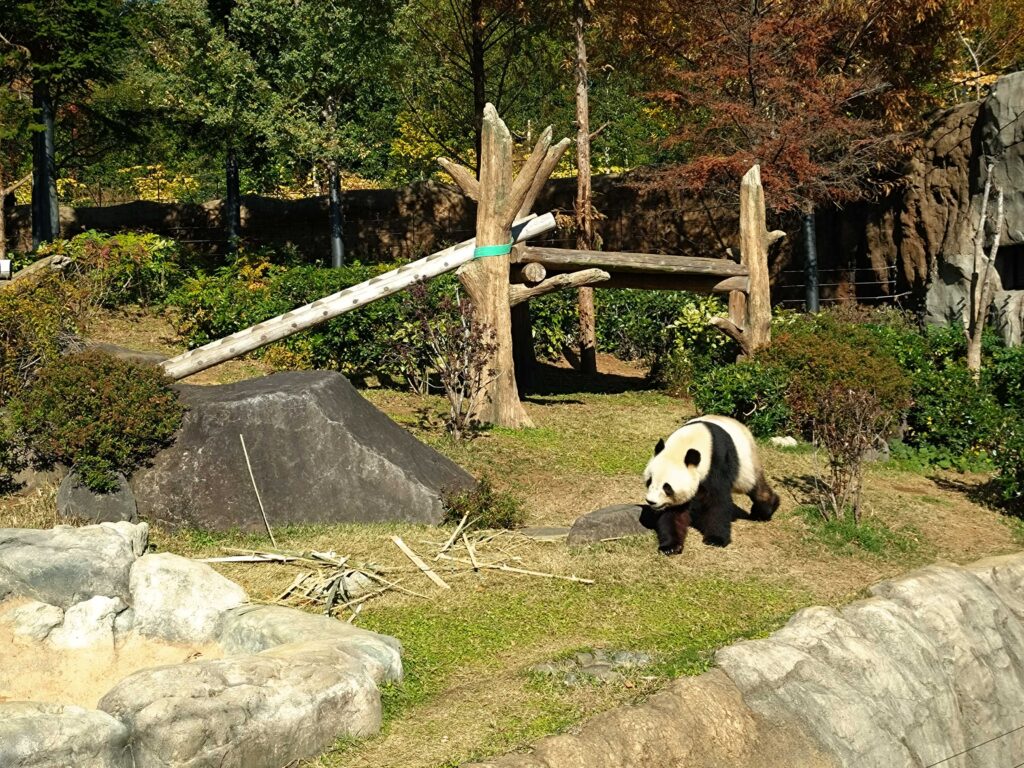 Xio Xio in Ueno Zoo (2025 Nov 28)