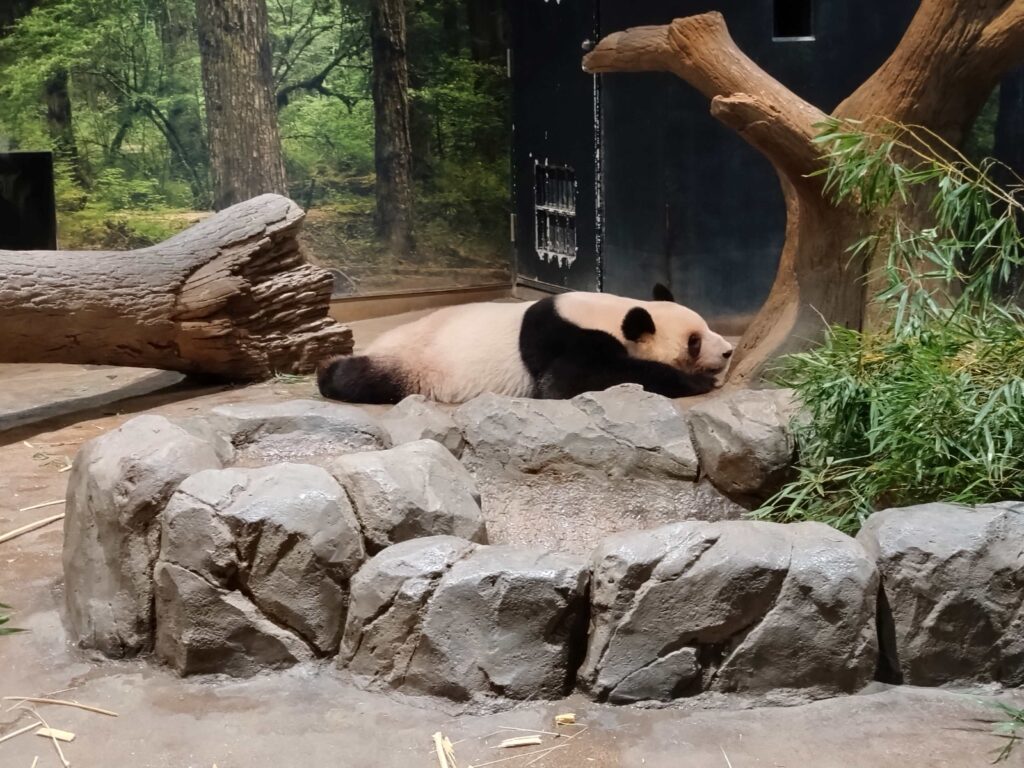 Lei Lei in Ueno Zoo (2025 Nov 28)