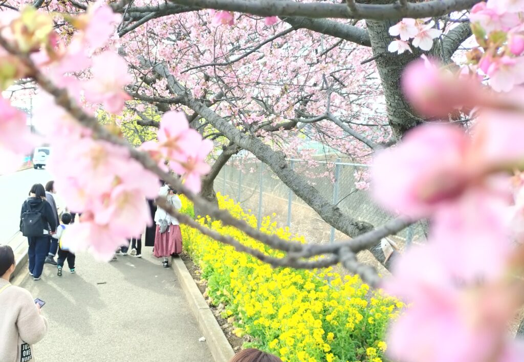 三浦海岸「桜まつり」河津さくら（2026 Feb 14）