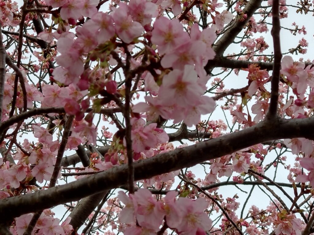 三浦海岸「桜まつり」河津さくら２（2026 Feb 14）