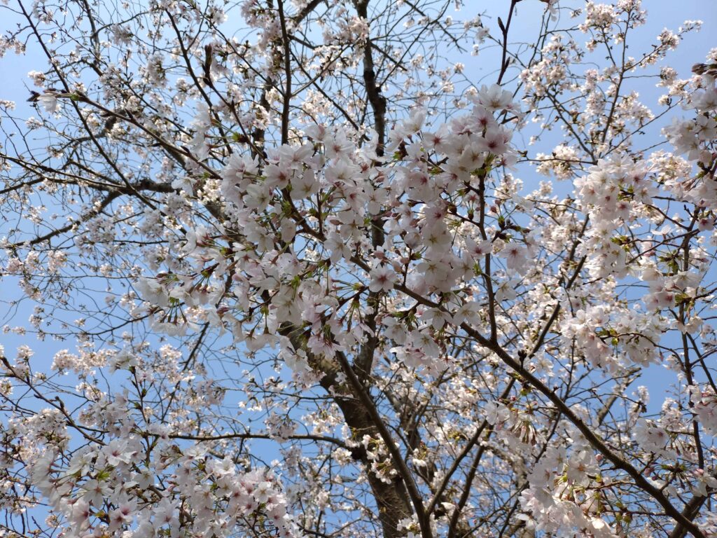 桜 Cherry blossom at Zushi Park in 27 March