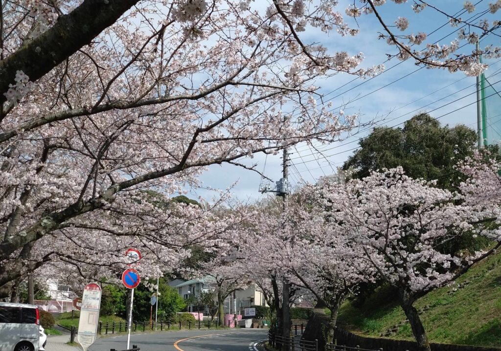 桜　Cherry blossom at Sakurayama in Zushi on 30th March