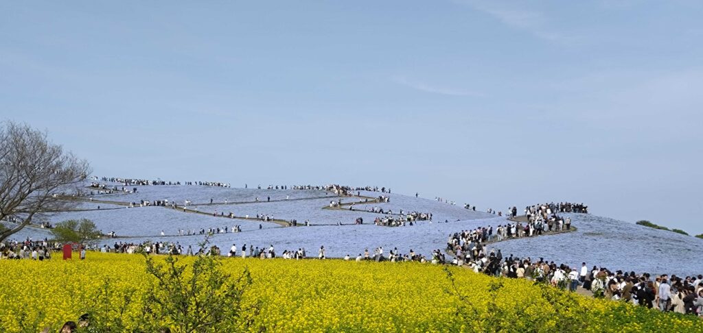 ひたちなか海浜公園/Hitachinaka Kaihin Park(2026 April 26)