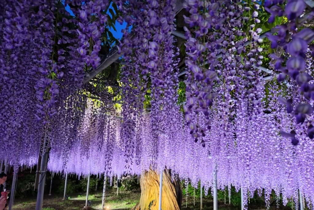 あしかがフラワーパーク/Ashikaga Flower Park (2026 April 26)