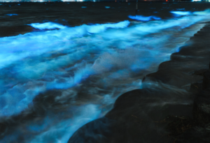夜光虫