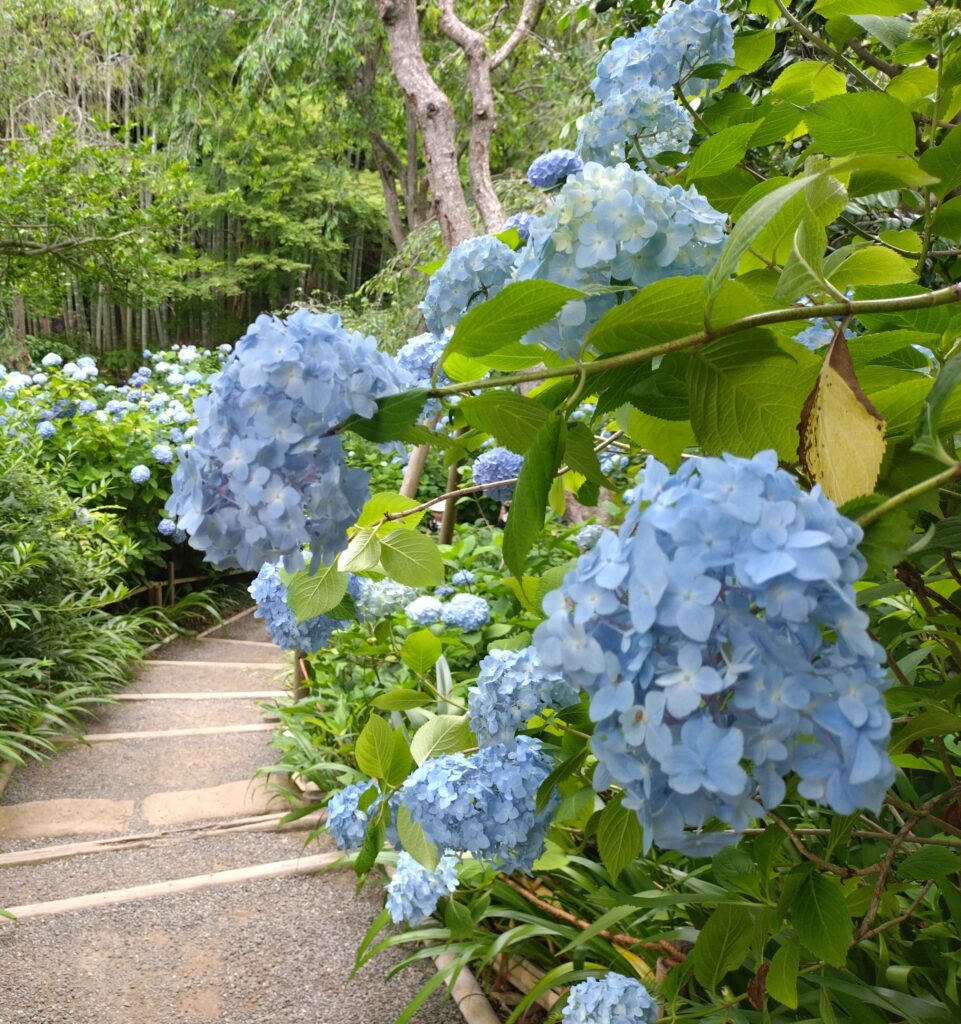 紫陽花 / Hydrangea at Meigetsu in Temple at Kamakura