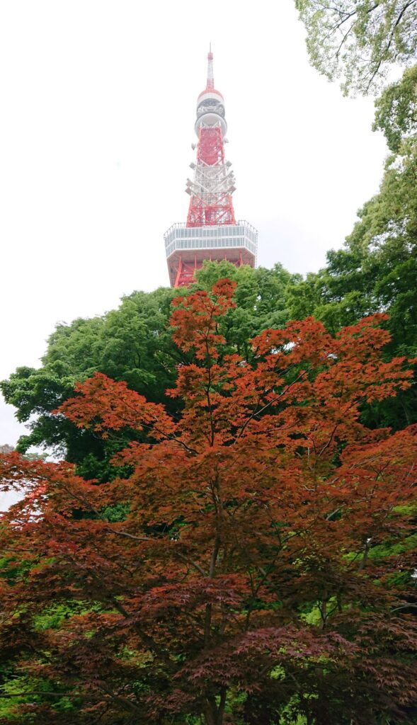 芝公園から東京タワー望む(2022 May 12)